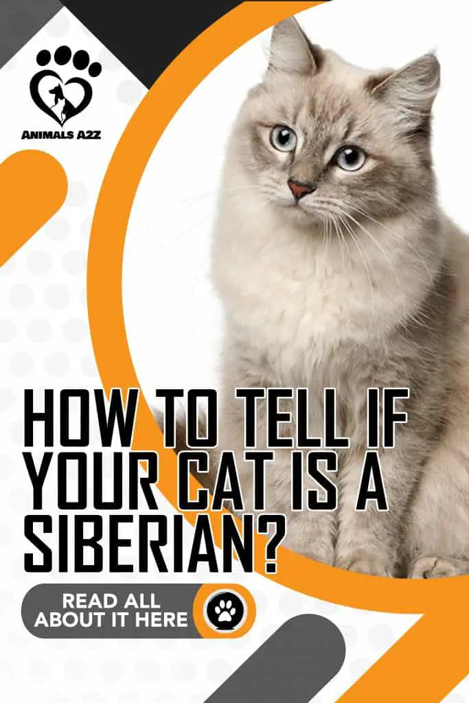 Hvordan kan du se, om din kat er en sibirisk kat?