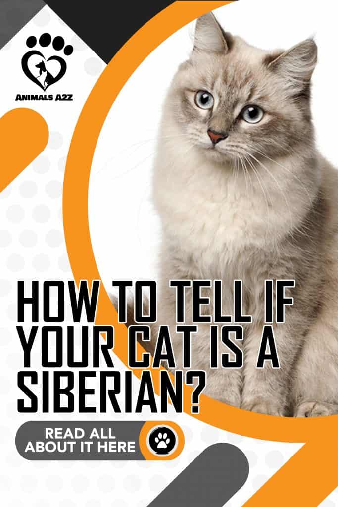 ¿Cómo saber si su gato es siberiano?